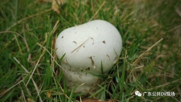 娱乐吃瓜酱买房送女朋友,甜蜜送女友惊喜大礼  第3张